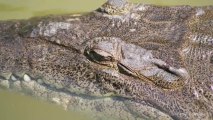 Crocodiles Threatened With Extinction