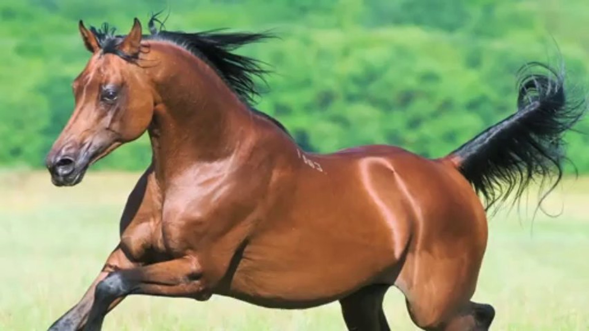 ⁣Saudi Man Divorces Wife After She Kissed Horse