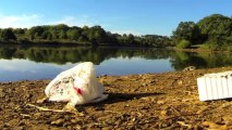 Study Points to Growing Plastic Pollution in Lakes