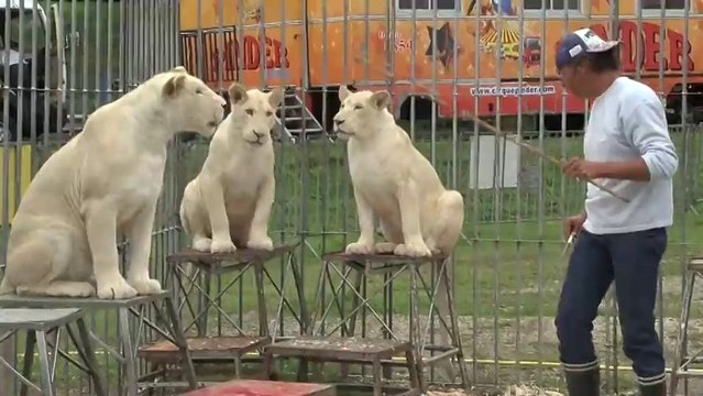 Profession : dresseur de fauves