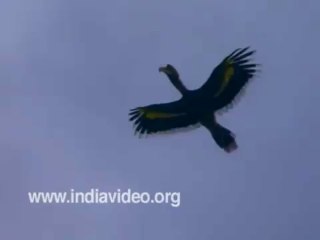 Great Pied Hornbill bird - Wildlife India