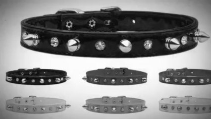 Martingale Dog Collar