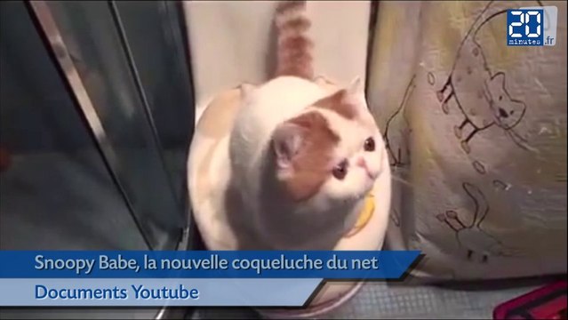 Snoopy Babe, chat mignon et nouvelle star du Web