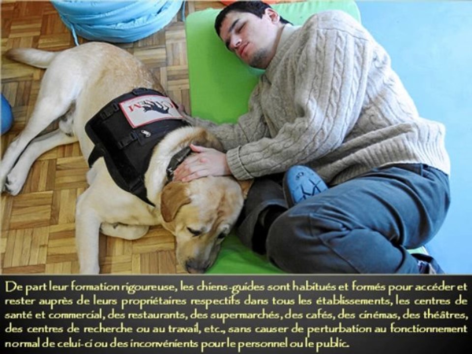 CHIEN  GUIDE AVEUGLE