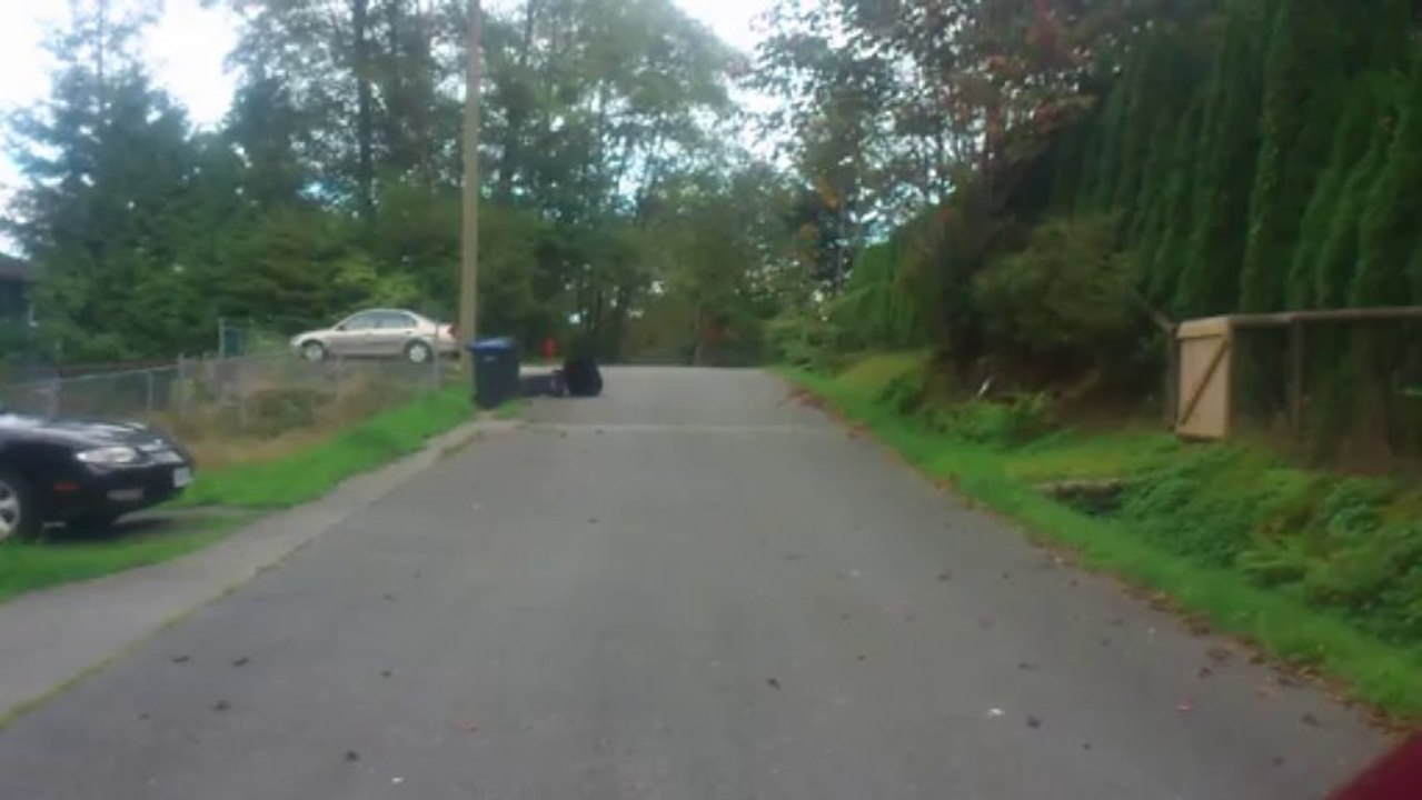 bear_MOV_1308