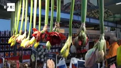 Milhares de pessoas visitam feira Semana Verde em Berlim