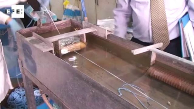 EFEverde, información y periodismo ambiental