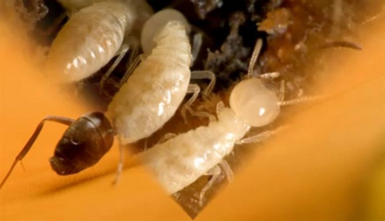 Bed Bugs Control Service in Bridgeport, TX