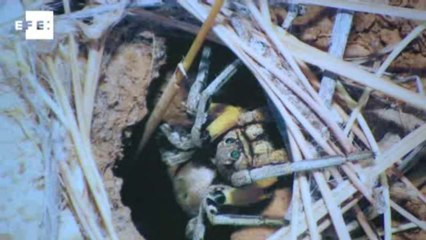 EL Museo de la Evolución Humana presenta la exposición "El bosque quemado"