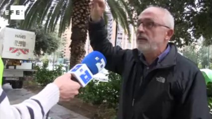 Cerco al picudo rojo que habita las palmeras valencianas