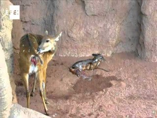 Nace por soprpresa una cría de sitatunga ante los visitantes del zoo de Fuengirola