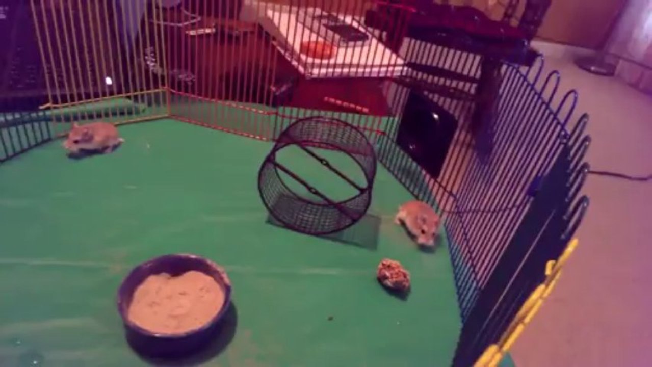 Hamster Nearly Squashes His Friend with Wheel