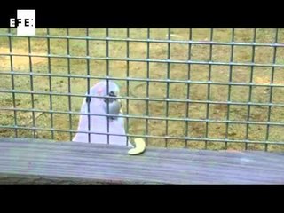 Figaro, la cacatúa que fabrica sus propios utensilios