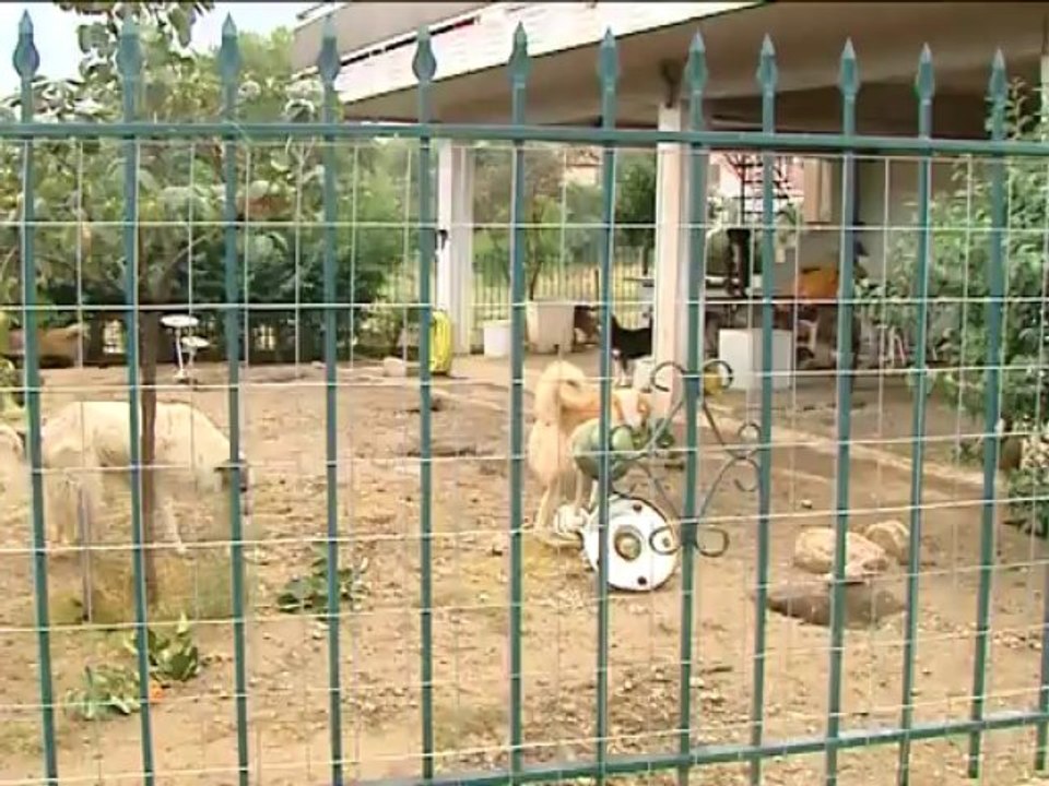 Είχαν 35 σκυλιά στην αυλή τους. Έξαλλοι οι κάτο...