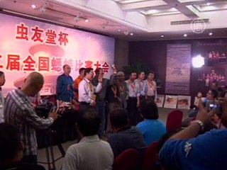 Сверчки сражаются за титул чемпиона