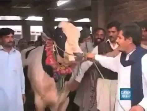 ایک گائے جو گدھے کی آواز نکالنے میں ماہر