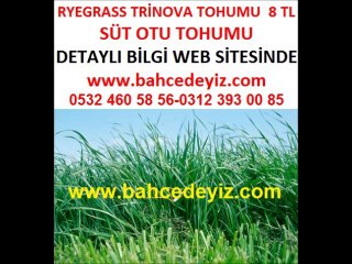 süt-otu,süt otu tohumu,süt-otu-tohumu,trinova,ryegrass,lolium multiflorum,lolium-multiflorum