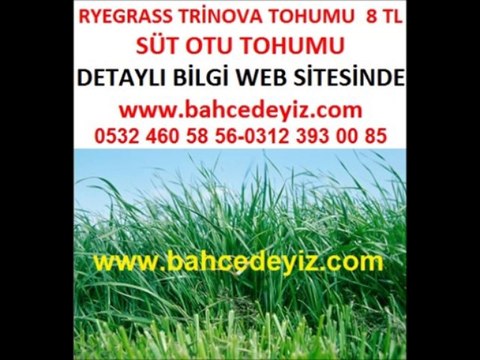 süt-otu-tohumu,trinova,ryegrass,lolium multiflorum,lolium-multiflorum,yem bitkisi trinova,yem-bitkisi-trinova
