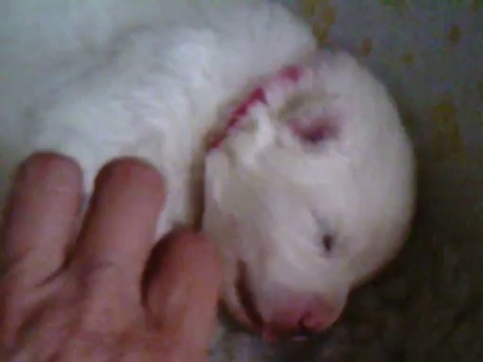 Samoyède et ses chiots. Des nichées de Riopse