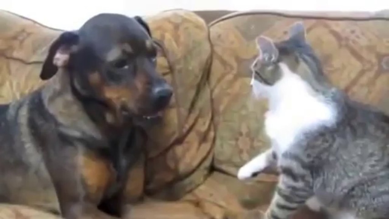Un chaton se bat contre un chien
