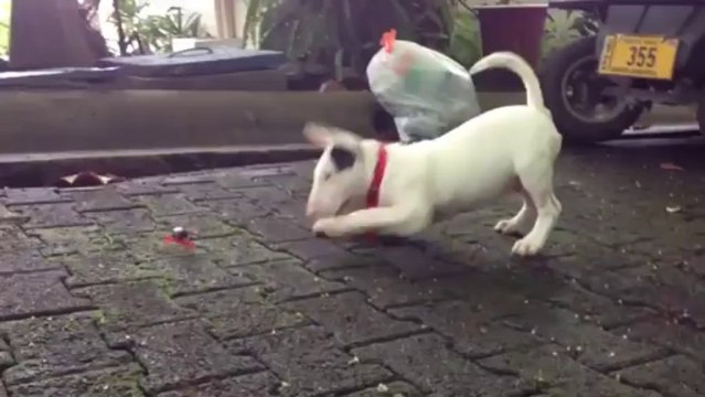 Funny dog playing with a little black Crab!!
