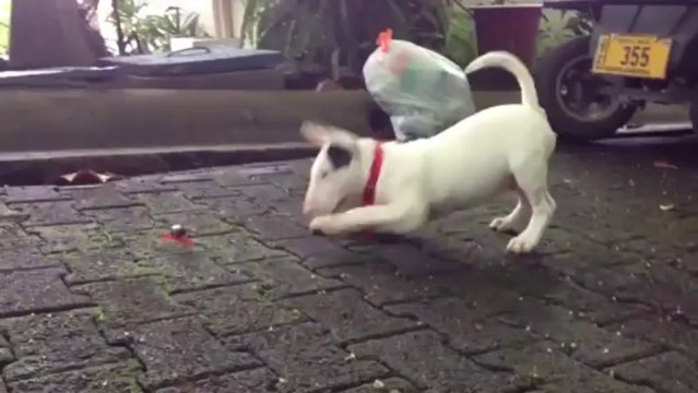 Un Bull Terrier marrant joue avec un petit crabe!!