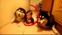 Deux chiens imitent un bébé rampant au sol.. trop mignon!!
