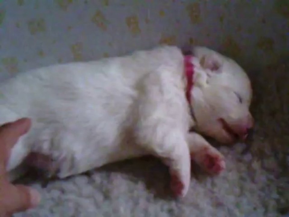 Samoyède et ses chiots. Des nichées de Riopse (2)