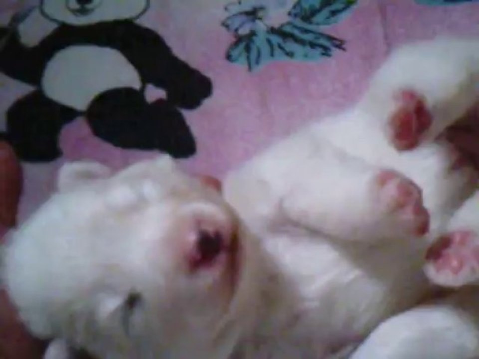 Samoyède et ses chiots. Des nichées de Riopse (3)