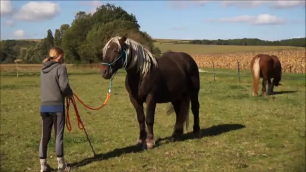 equilogic  elevage deletoile et vasco