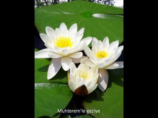 Atatürk Arboretumu-Yaz