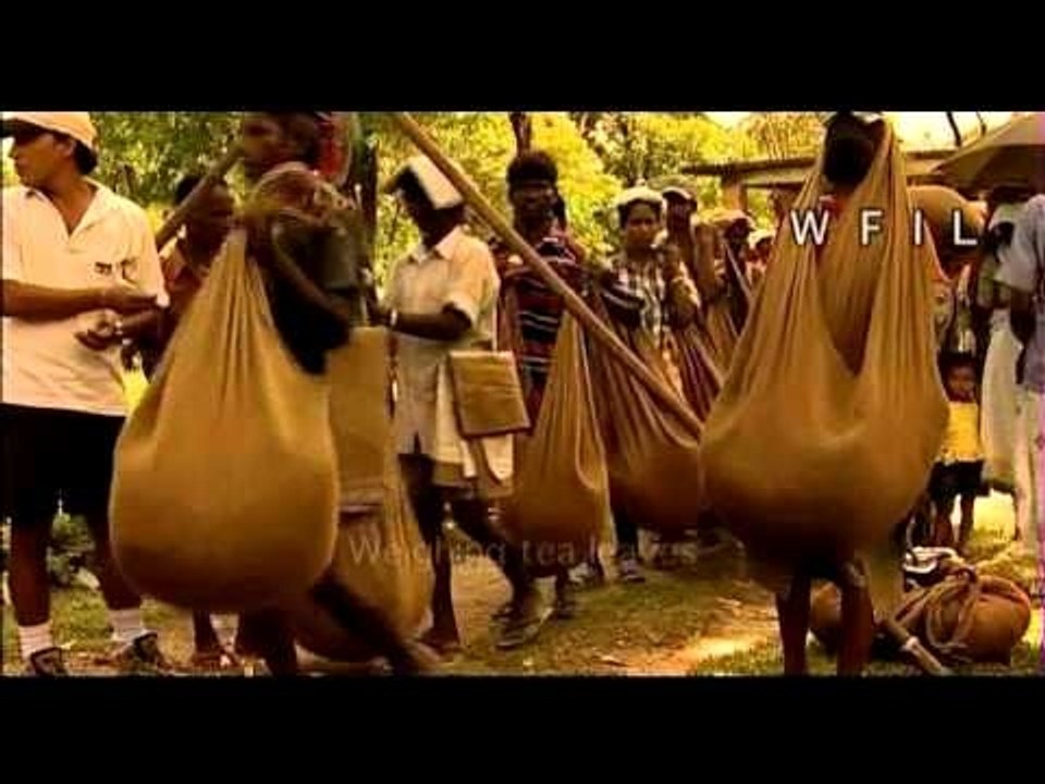 How tea is made - the whole process!