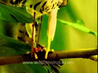 A juvenile Sikhra eating its prey