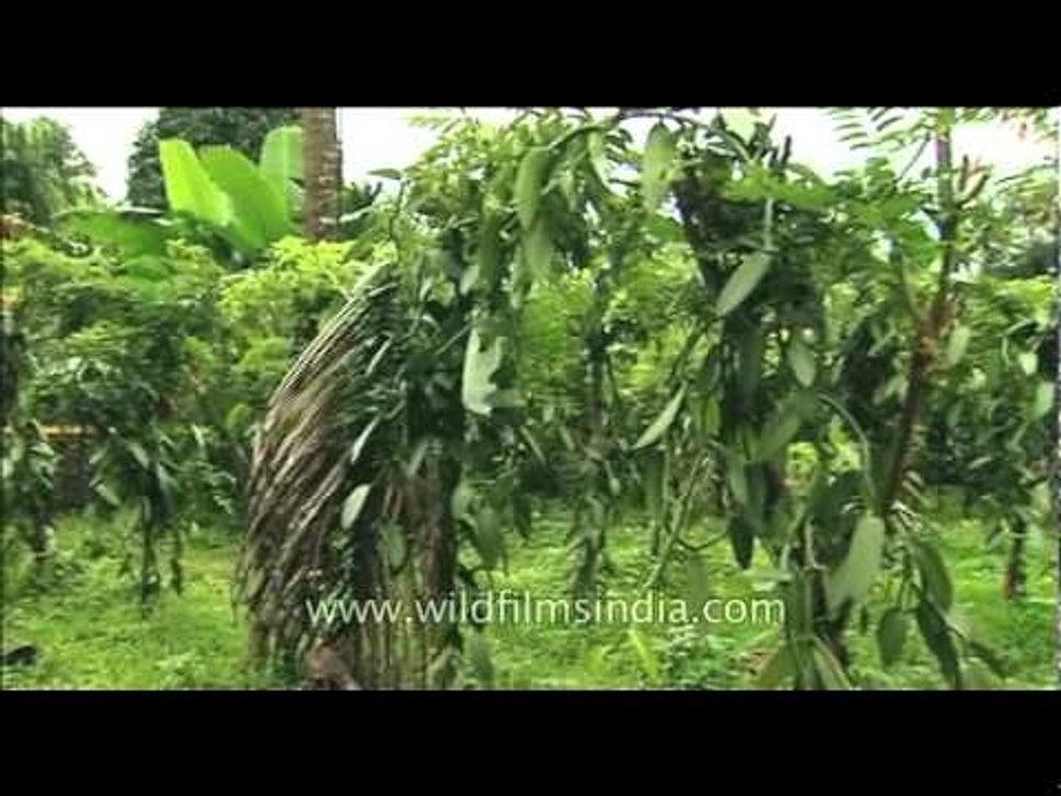 Vanilla ice cream flavouring comes from this orchid's vanilla beans!