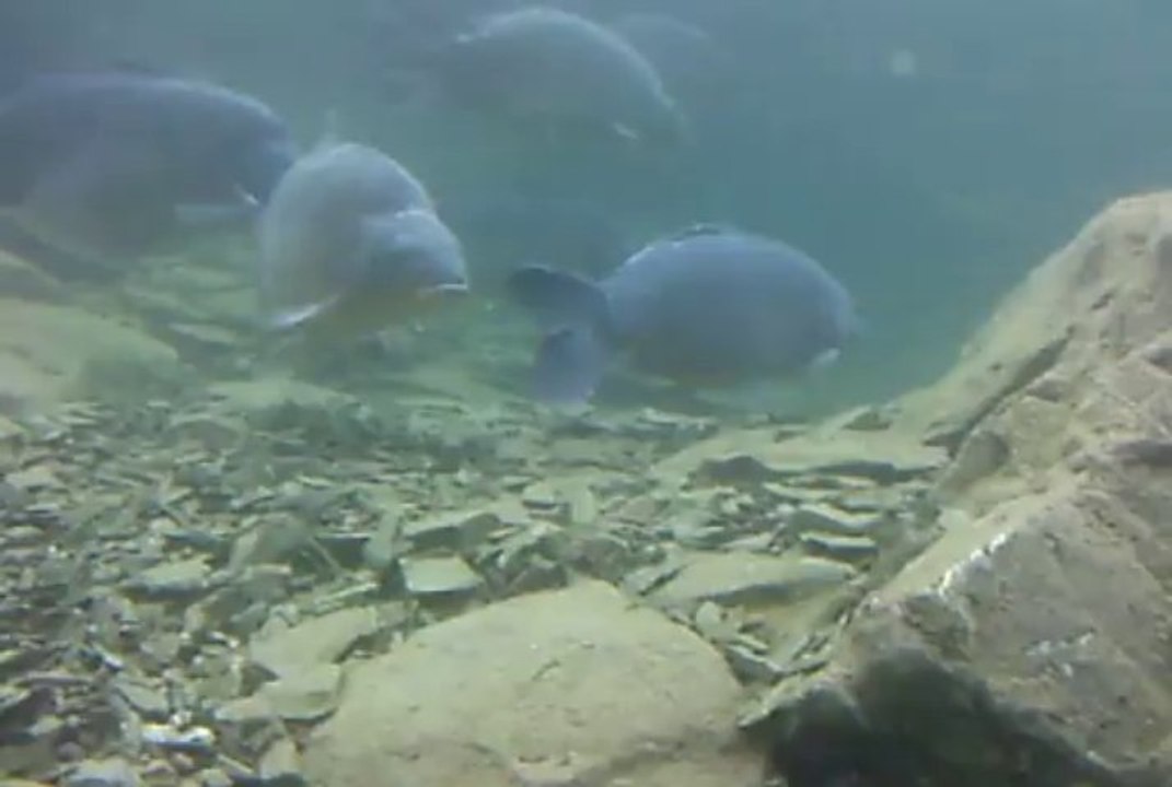 mega carpes 1