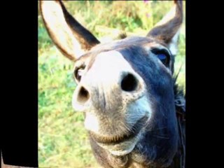 MURAT KEKİLLİ - EŞEK GÖZLÜM - YouTube