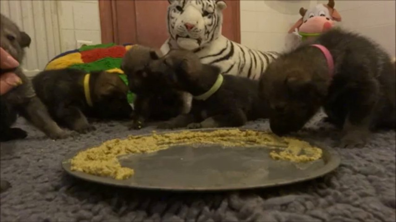 Eden Hood (3 semaines) 1ère bouillie