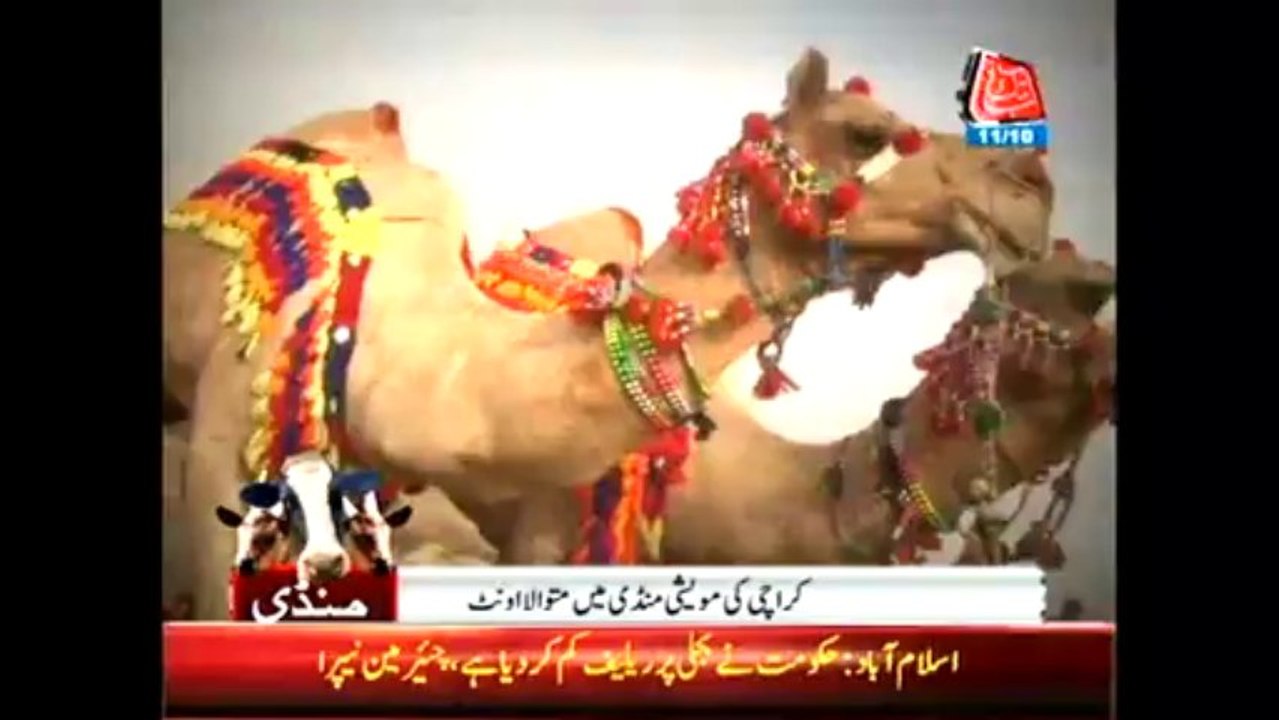 Camel Dance at Eid Market