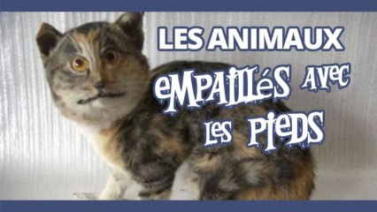 Top des animaux empaillés avec les pieds