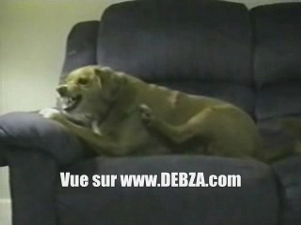chien debile