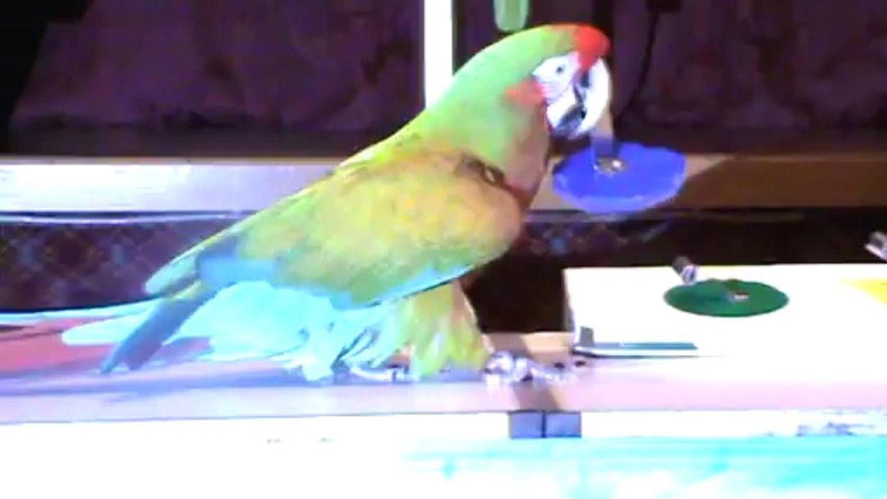 RIU Palace Madeira Papageien Show Ara Kakadu