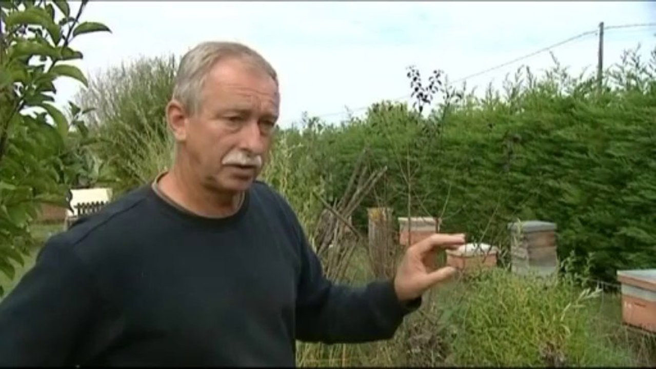 La poule : l'arme d'un apiculteur contre le frelon asiatique