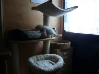 élevage les ragdolls de bois Vignol (Belgique)