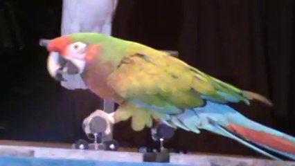 RIU Palace Madeira Papageien Show Kakadu Ara Fahrradfahren show Party