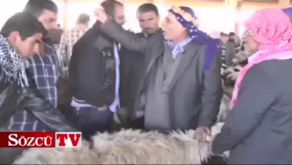 6 koyunu otomobille taşıdı