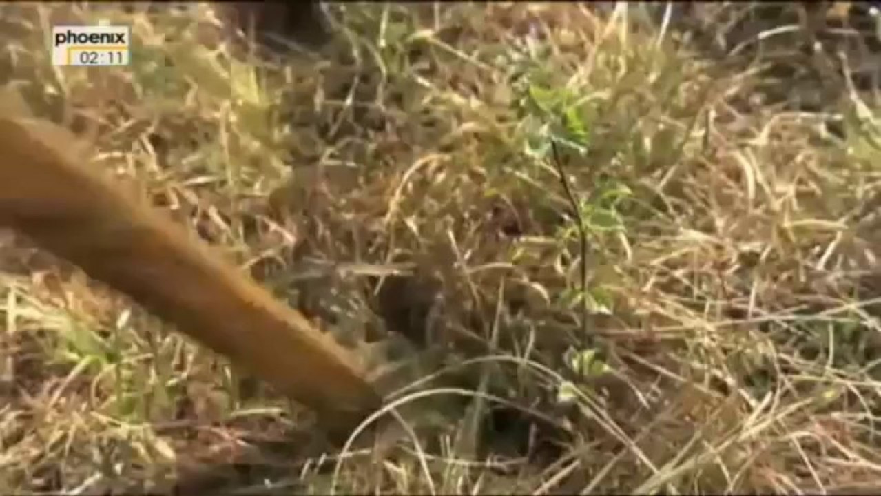 Highland Titles Schottische Hochland Titel