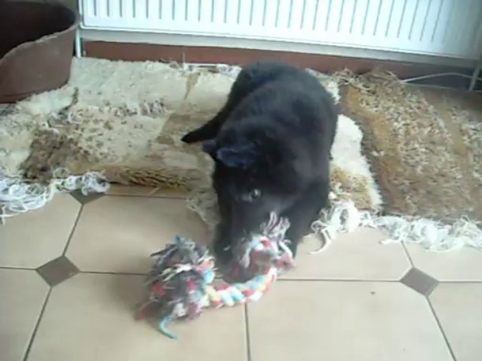 11 octobre 2013 : Ivanhoé, 10 semaines, très sage