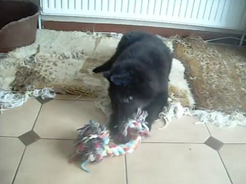 11 octobre 2013 : Ivanhoé, 10 semaines, très sage