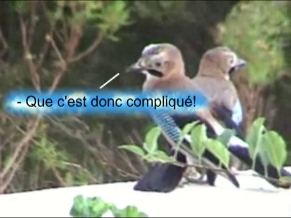 Les Geais jouent à Plus Belle la Vie!