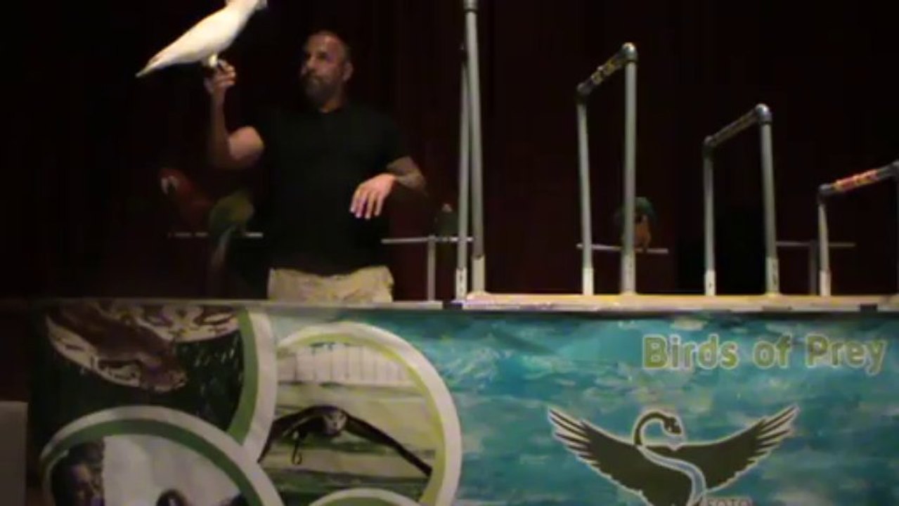 RIU Palace Madeira Papageien Show 3)